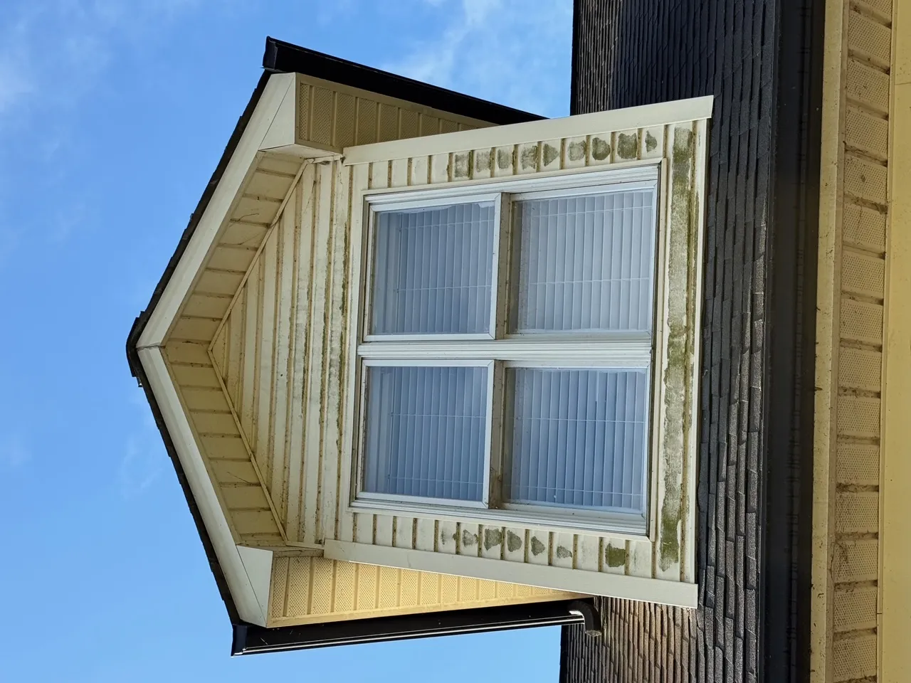 Dormer siding with algae and mold before soft wash